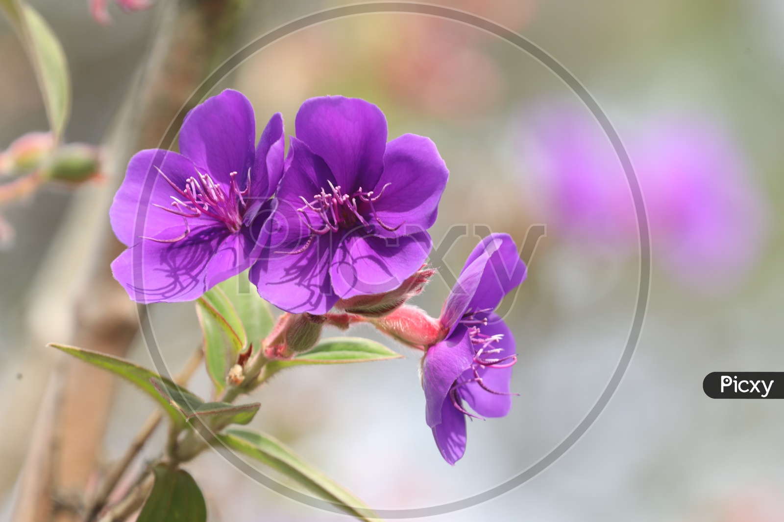 Sweet Violet Flowers