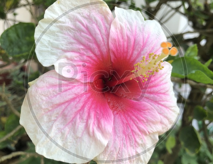 Hibiscus Flower