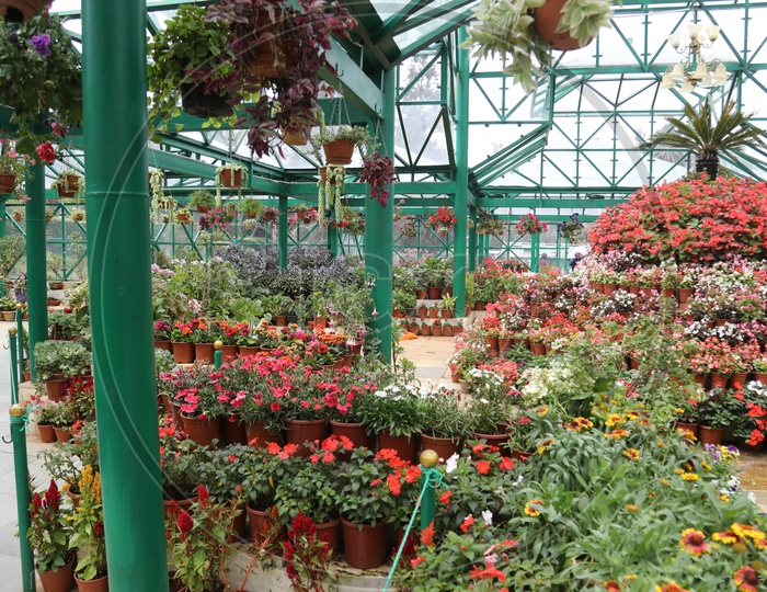 Flower Plants In Botanical Garden in Ooty