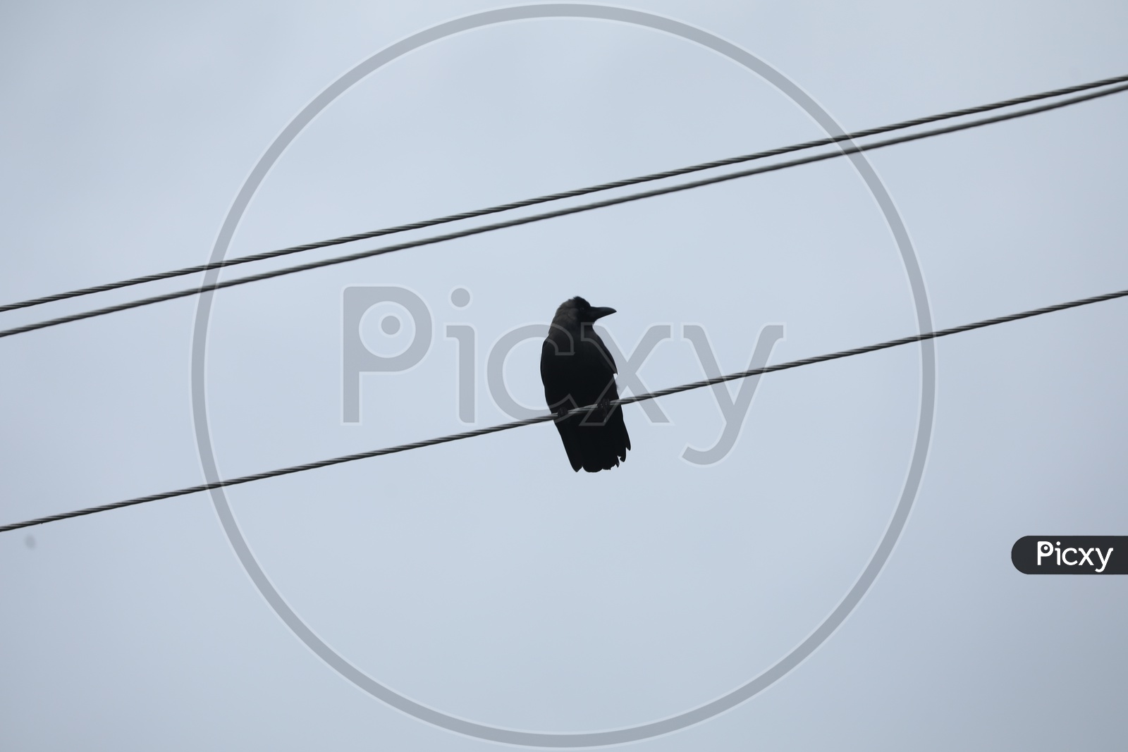 Crow Standing On Electric Wires