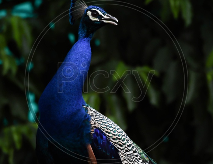 Beautiful Peacock Standing Closeup Picture