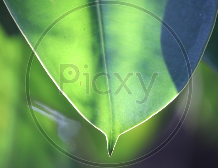 Texture Of Green Leafs With Bokeh Background Forming a Template