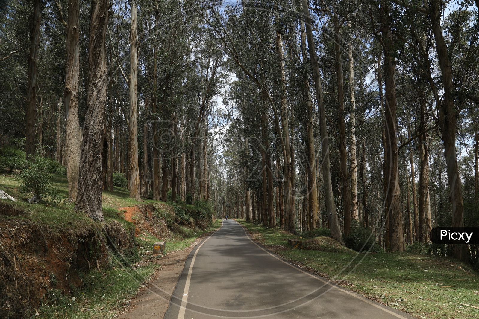 Roads With Pine Trees On Both Sides In Ooty