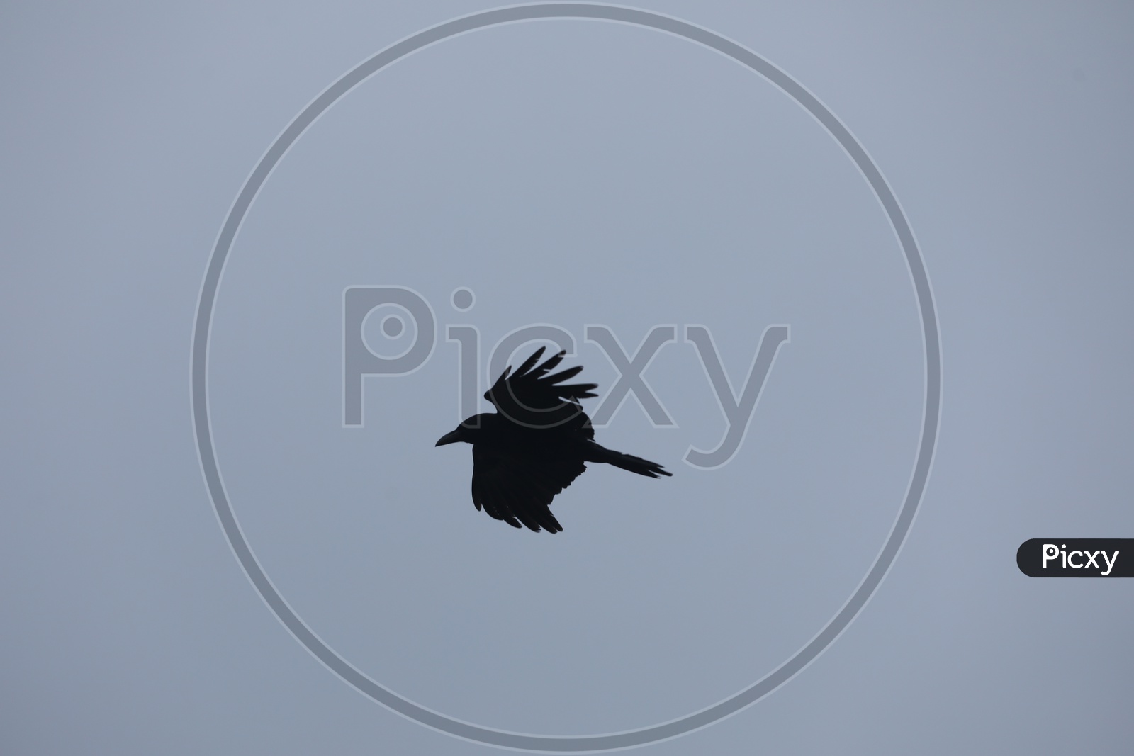 Crow Flying In Sky