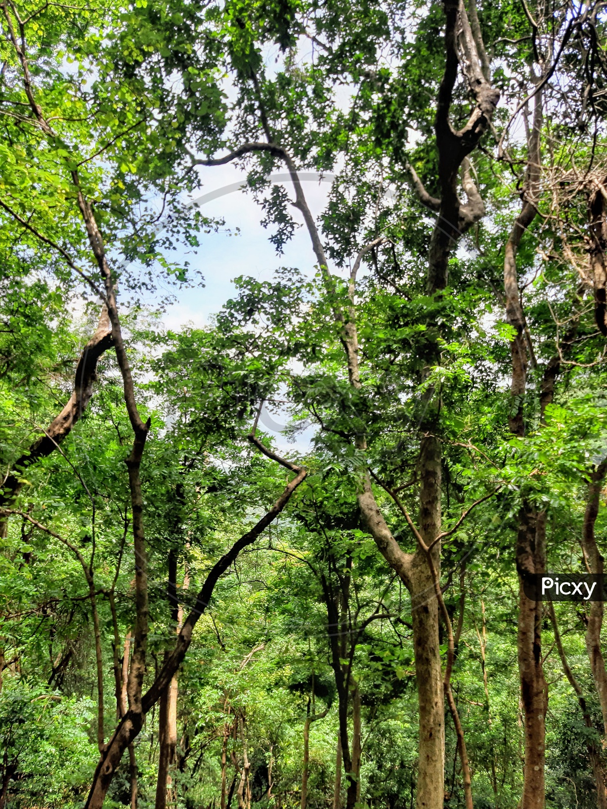 Image of Forest trees in Maredumilli-FL319611-Picxy