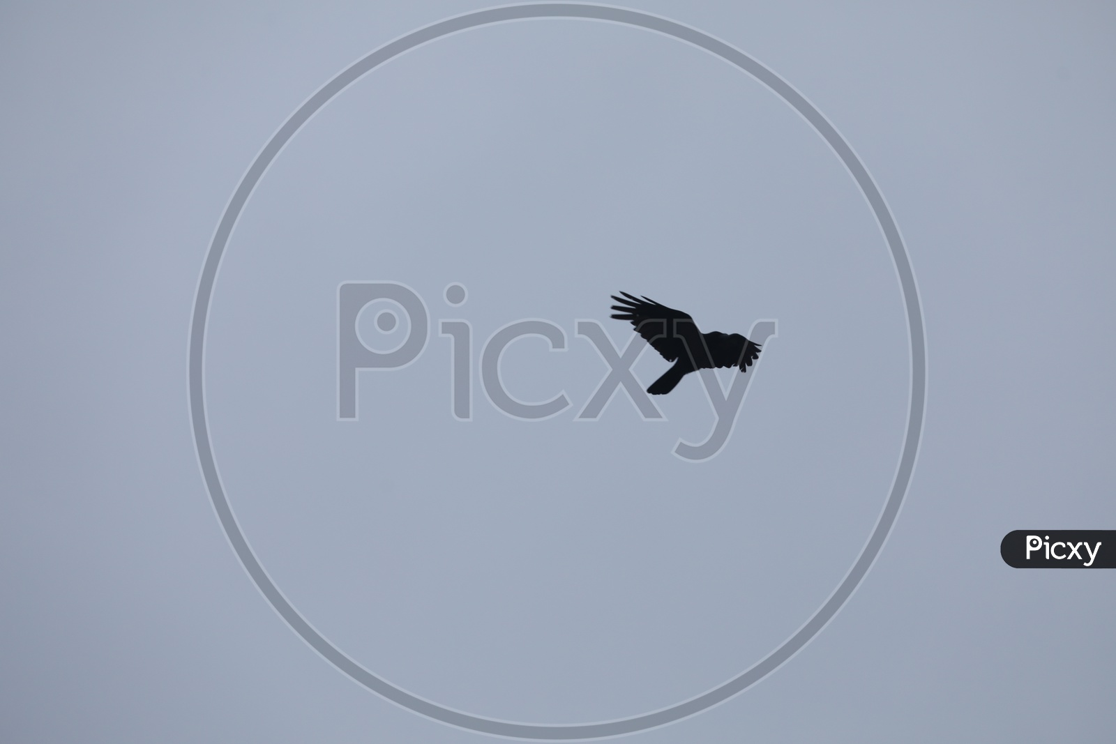 A Crow Flying in Sky