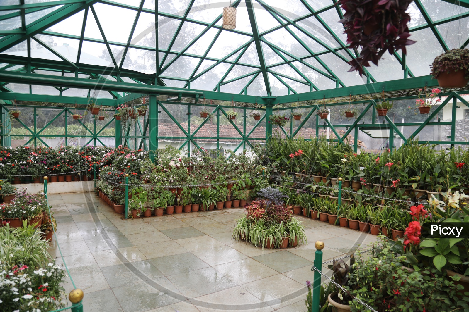 Flower Plants In Botanical Garden in Ooty