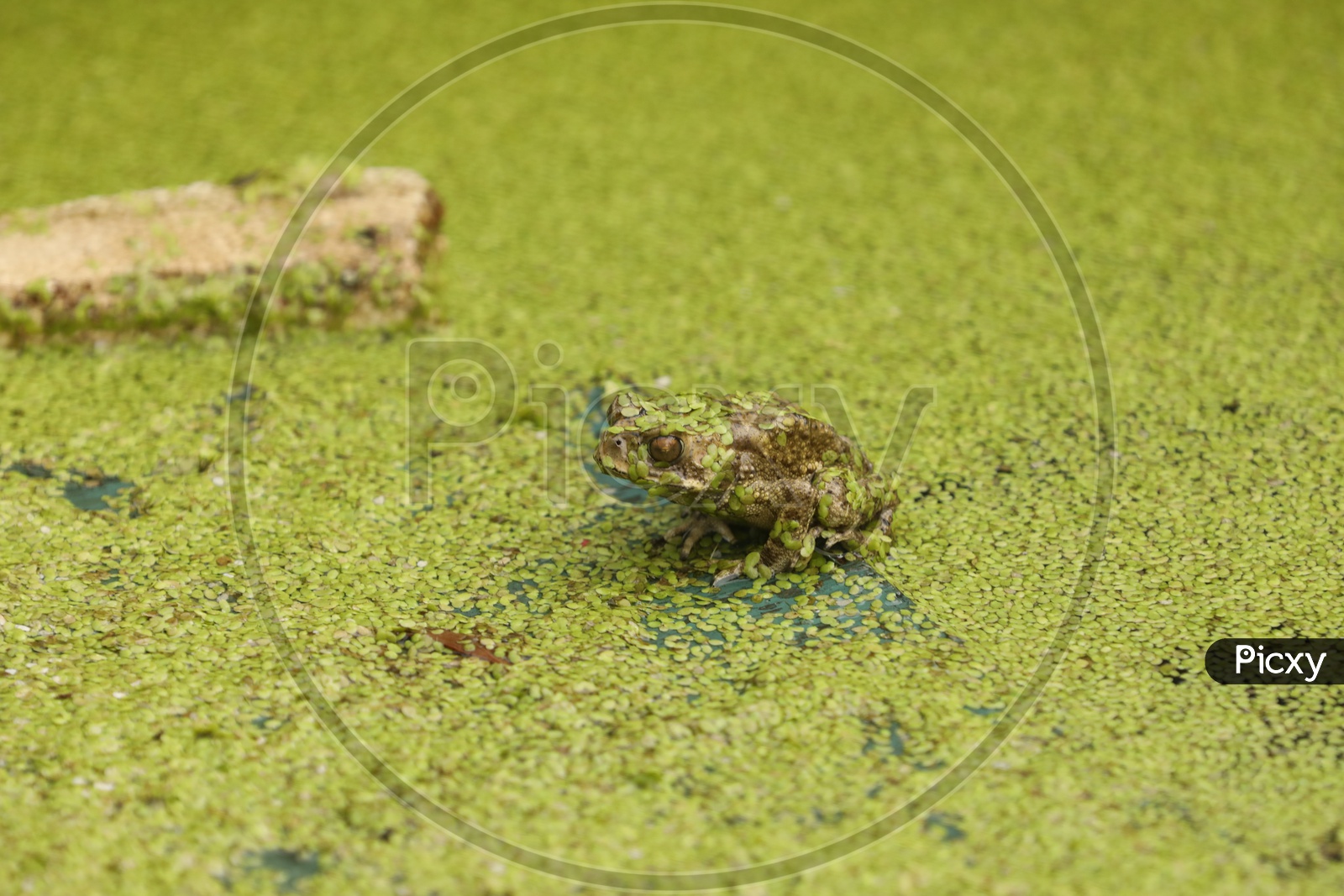 Frog in a Pond  water