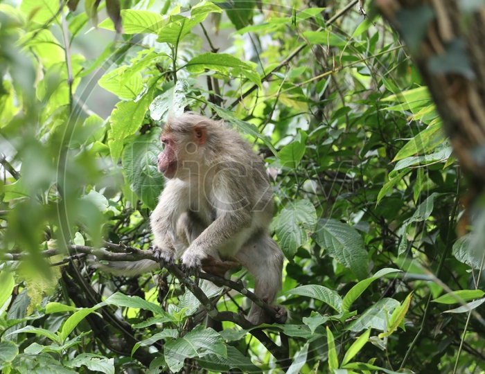 Monkeys Or Macaque on tree