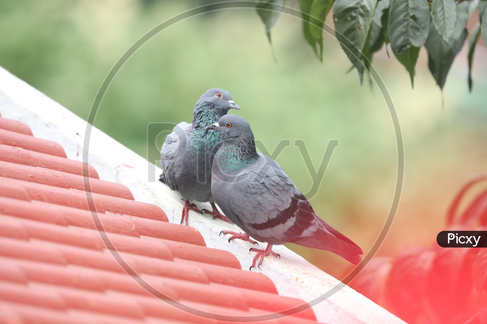 A Pigeon Couple On  a House Roof