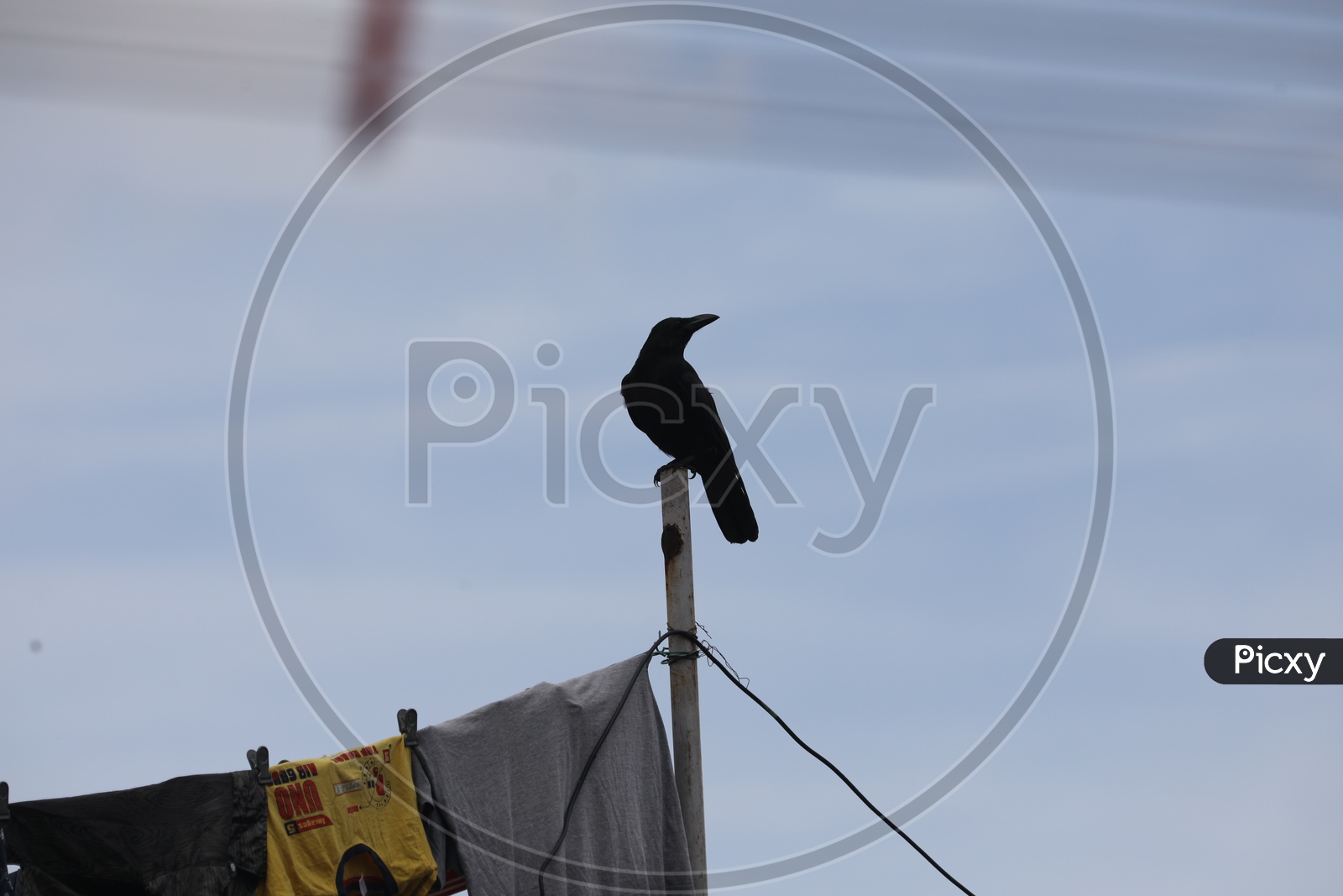 A Crow Standing on a Pole