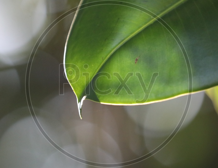 Texture Of Green Leafs With Bokeh Background Forming a Template
