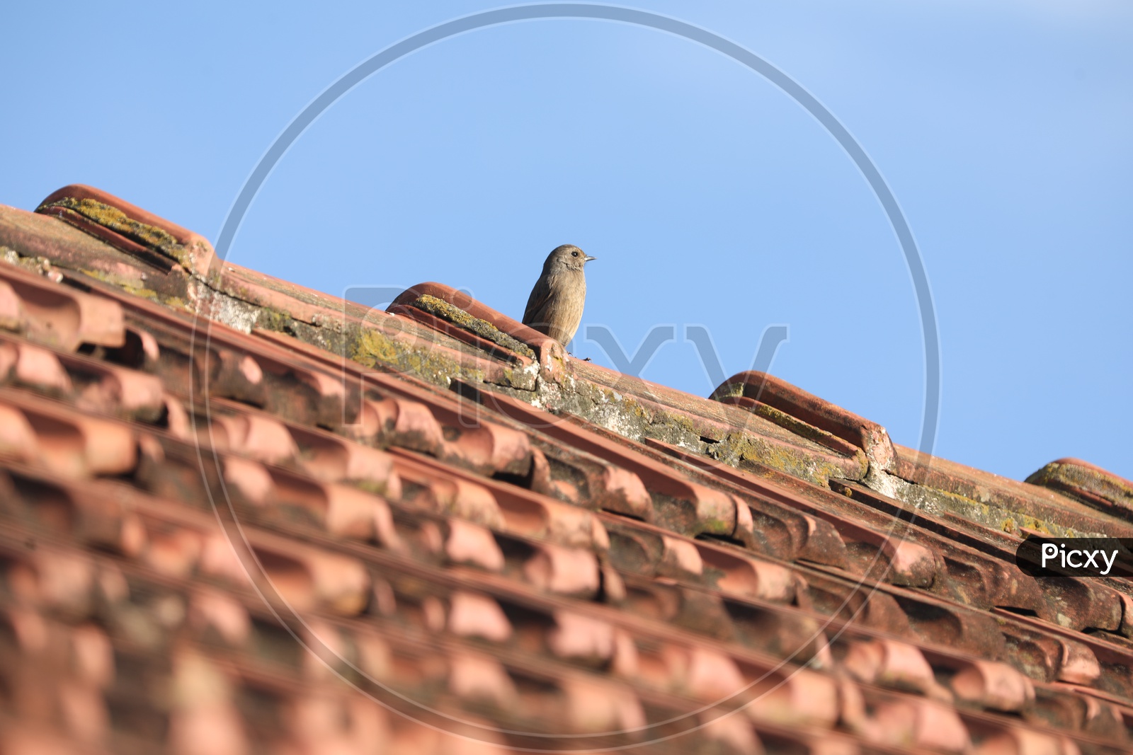 Sparrow  on the Roof Of a House