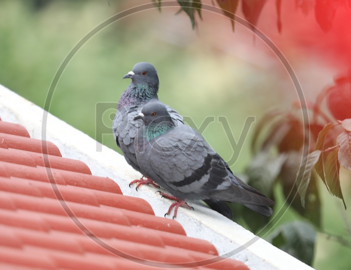 Pigeon Couple  On The House Roof