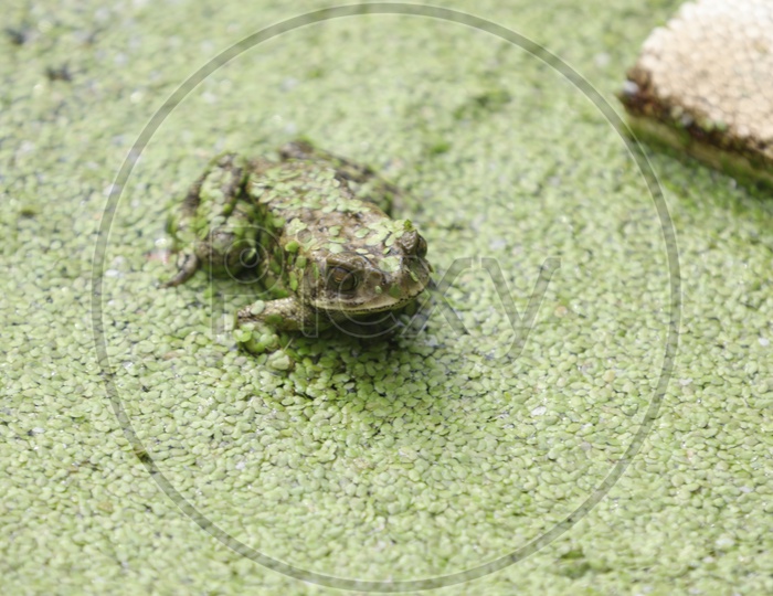 Frog in a Pond  water