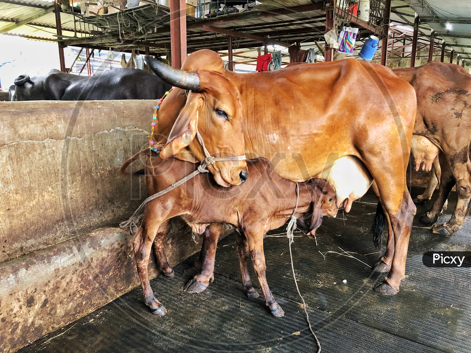 Cow Milking Calf in a Cattle Shed
