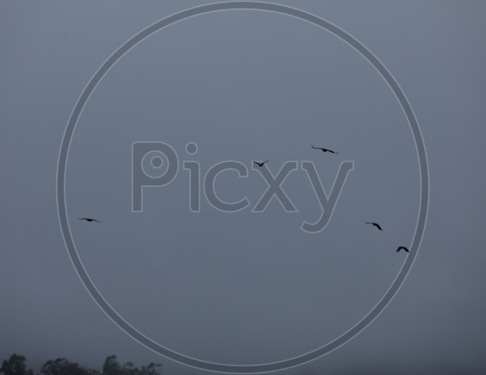 group of Crows Flying In Sky