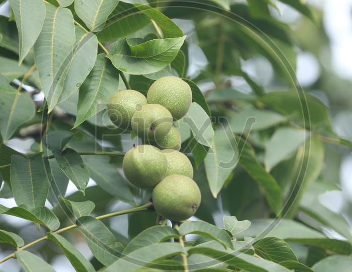 image-of-hog-plum-or-maredu-kaya-bd419465-picxy