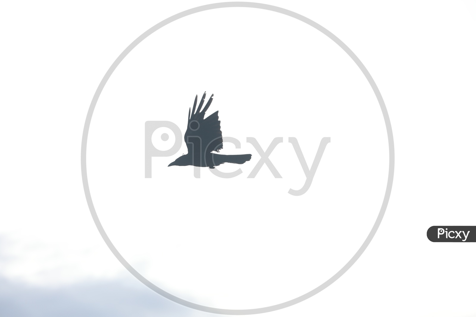Crow Flying In Sky  With Blue Sky as a Background