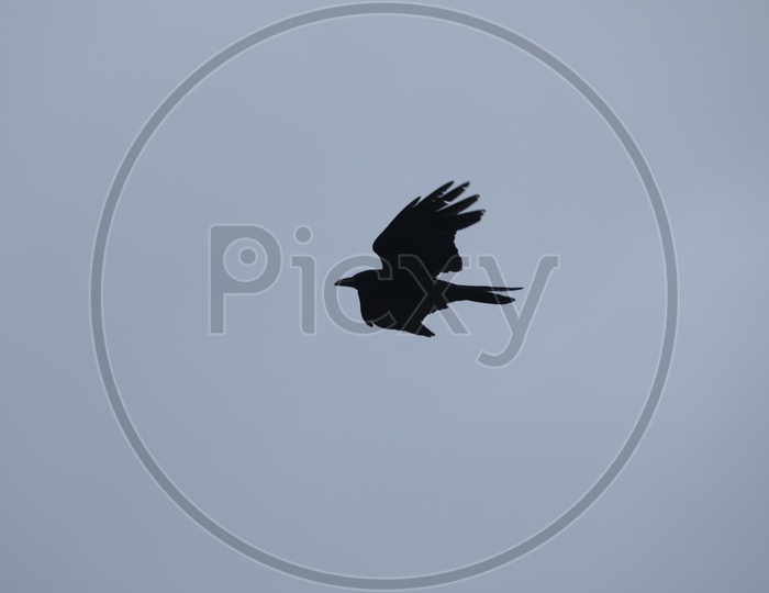 Crow Flying In Sky