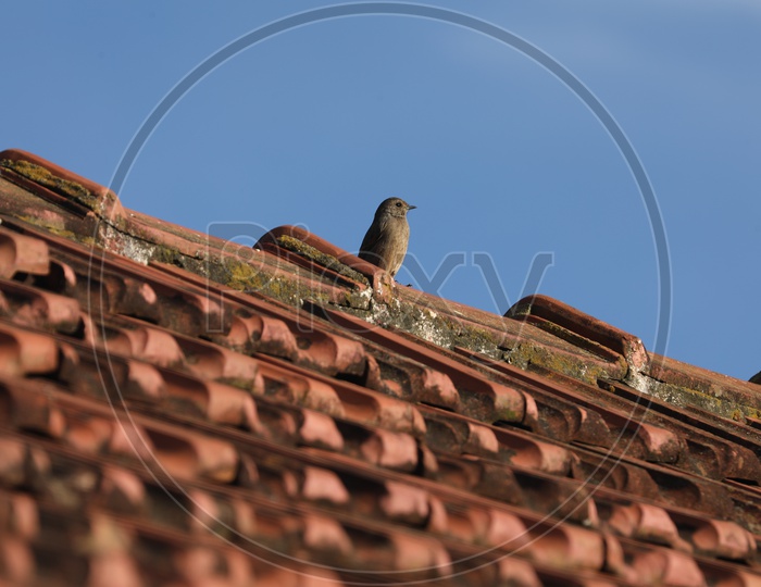 Sparrow  on the Roof Of a House