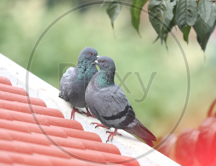 A Pigeon Couple On  a House Roof