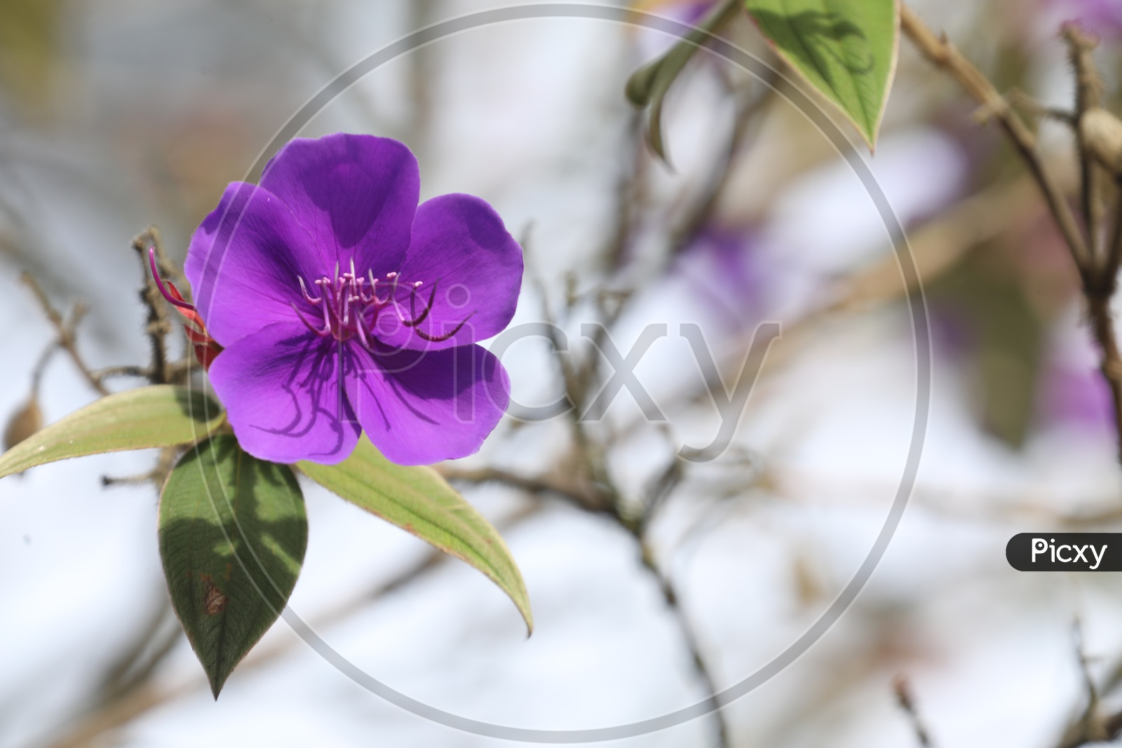 Sweet Violet Flowers