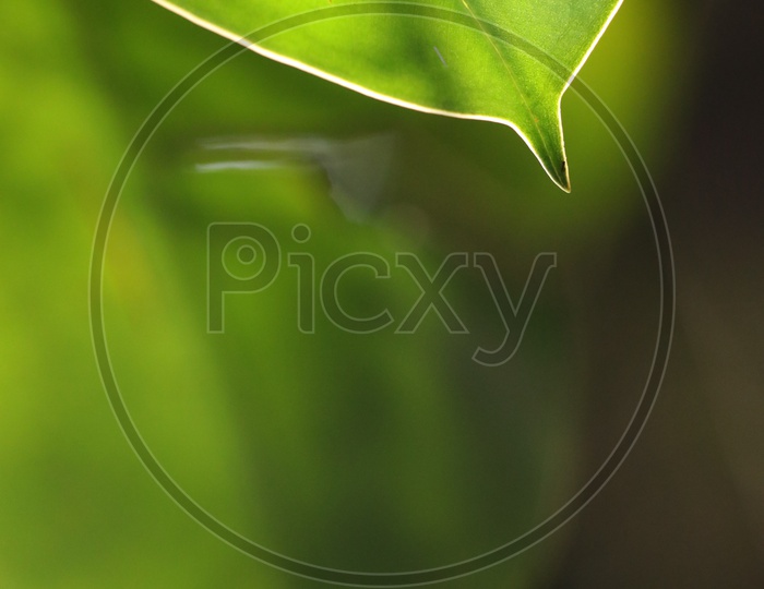 texture of a Green Leaf Forming a template