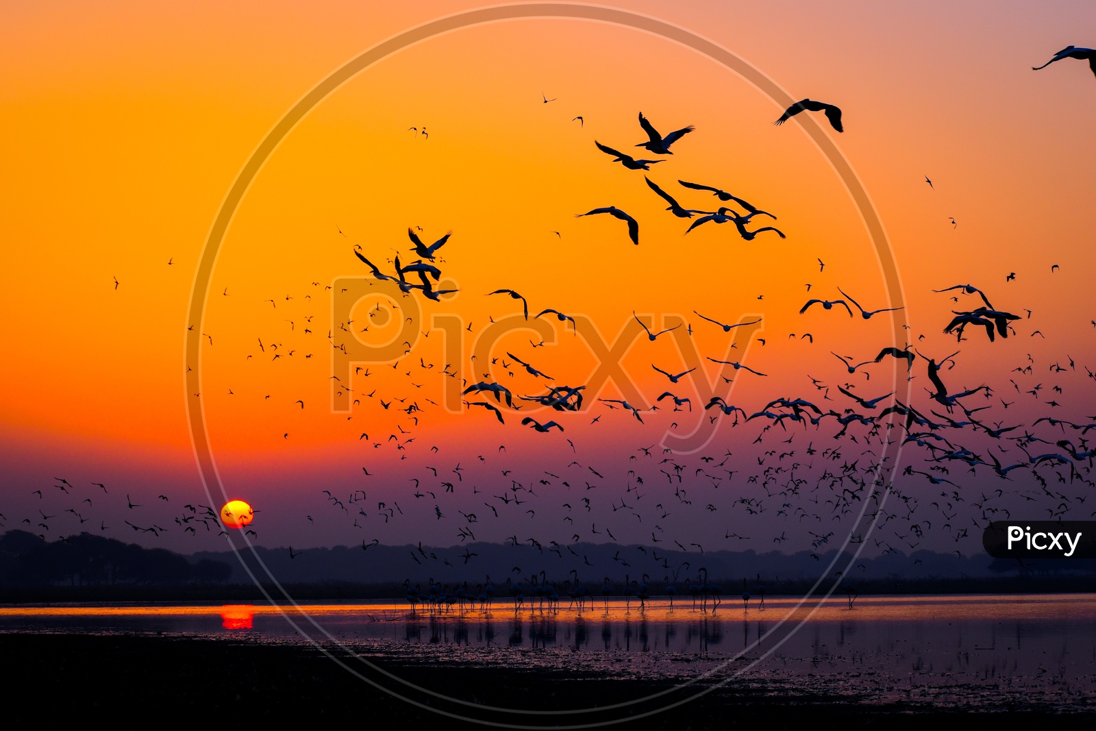 Early morning flamingo and pelican fly together in sunrise_