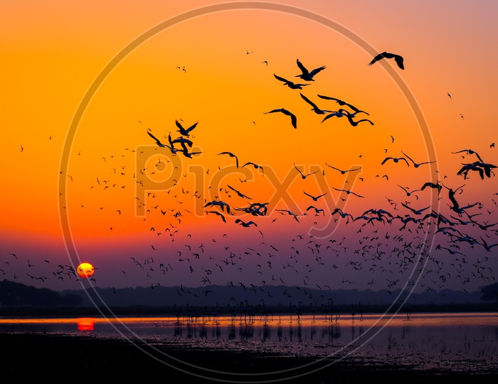 Flamingo and pelicans fly together in early morning_