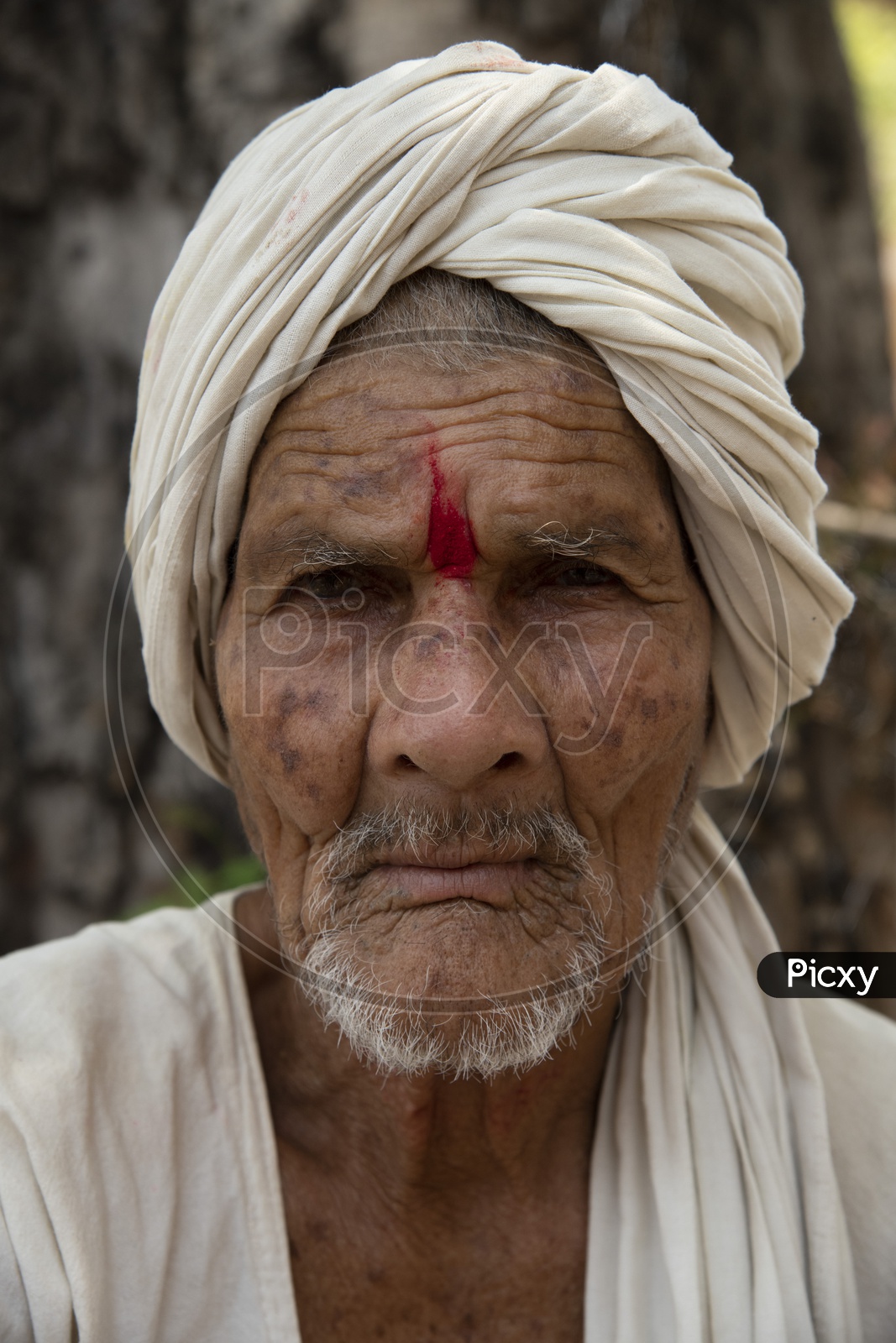 Portrait Of an Indian Old Man With Turban