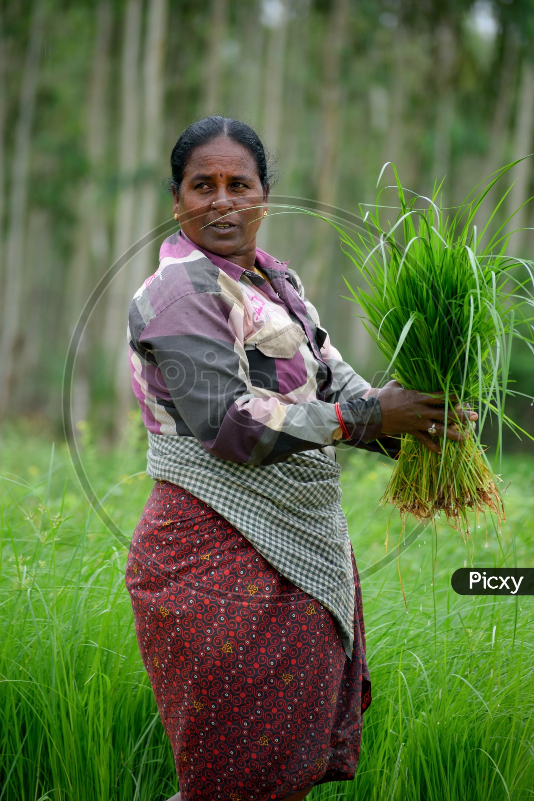 Women working in paddy field