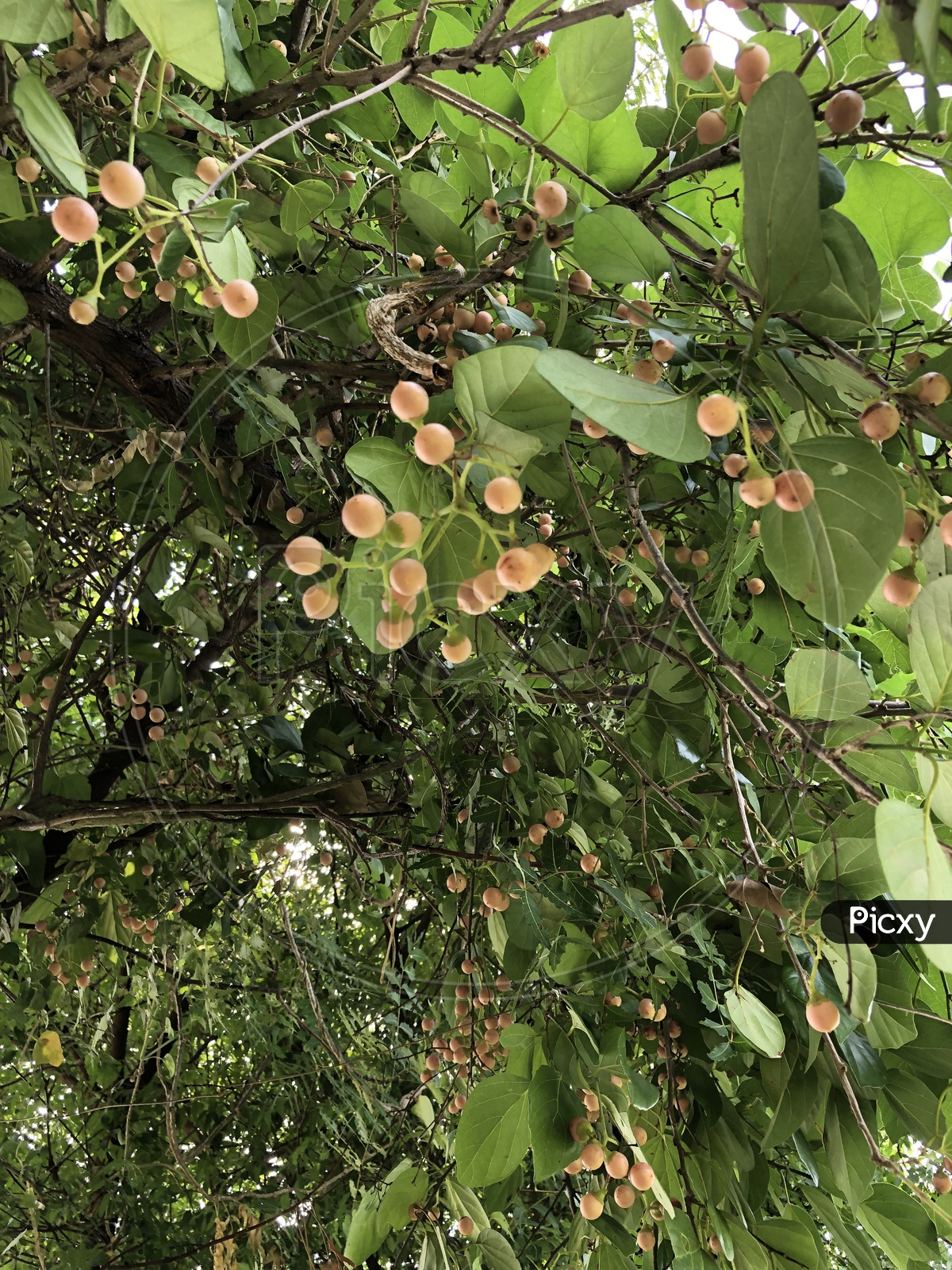 Tree With Fruits