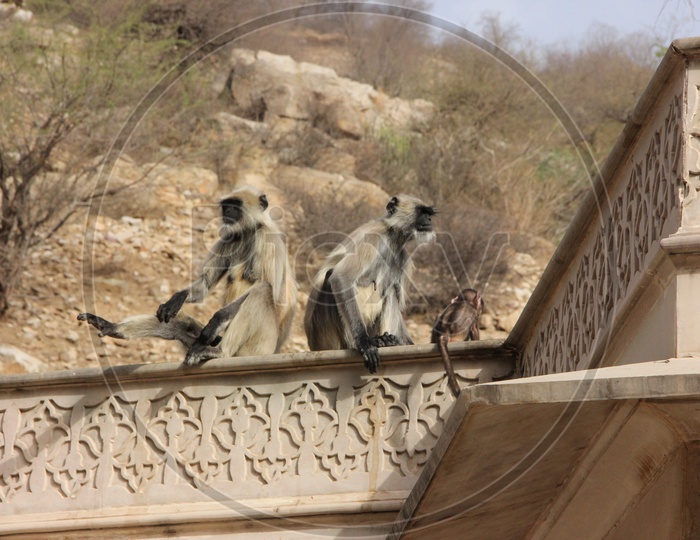 macaque or Monkeys