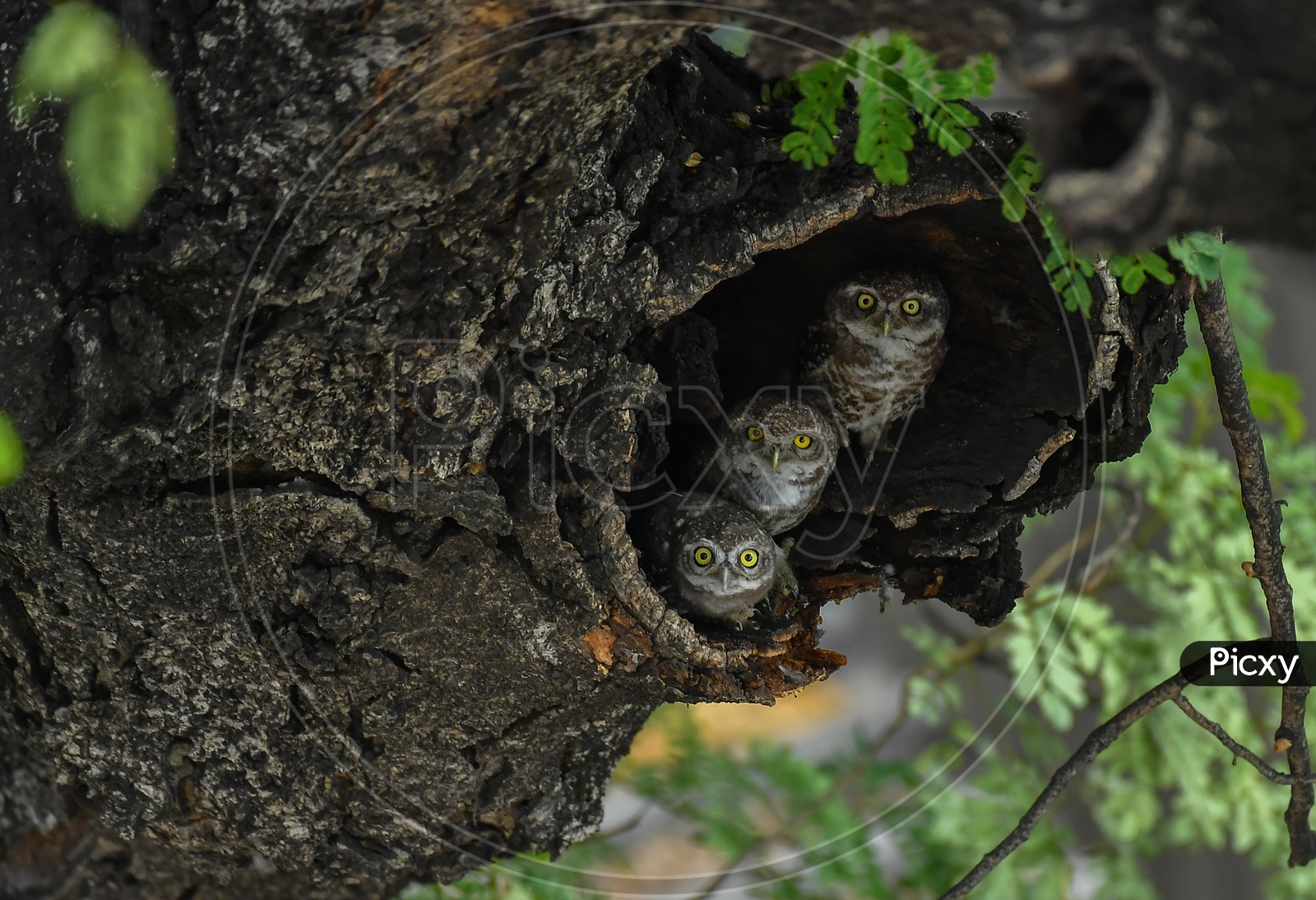 Owls On a Tree Nest