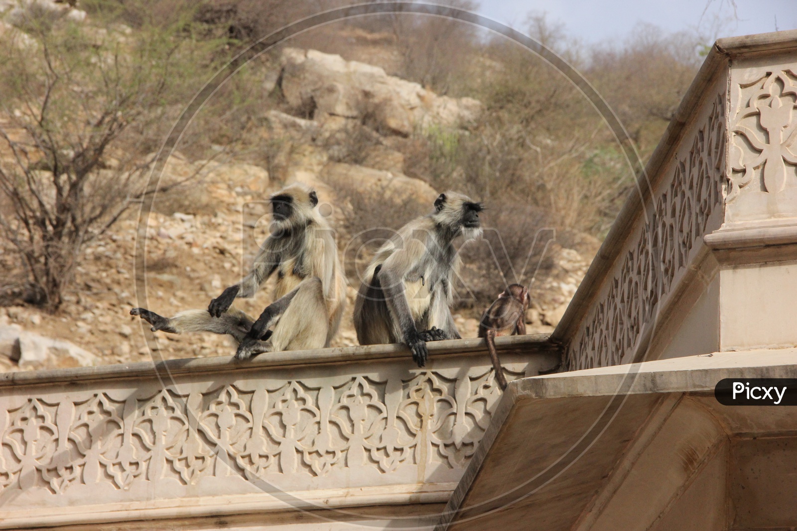 macaque or Monkeys