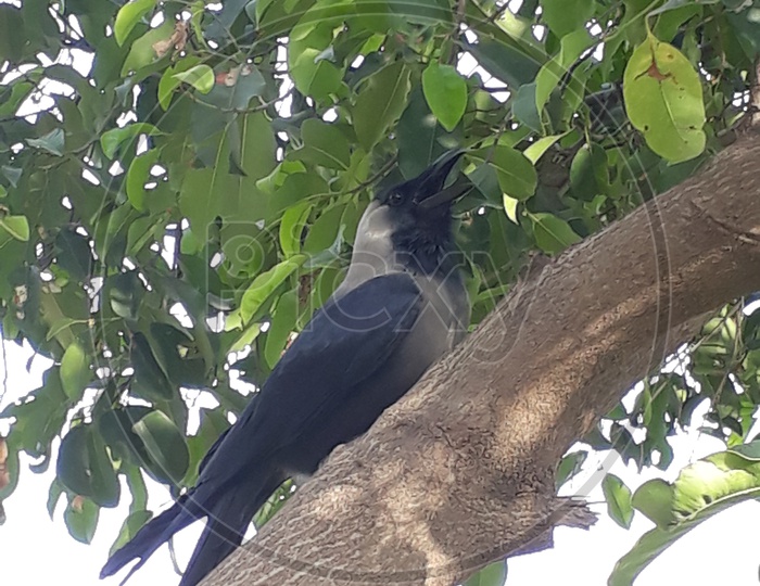 A Crow On tree