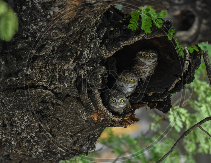 Owls On a Tree Nest