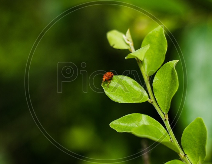 A tree beetle sitting on a leaf