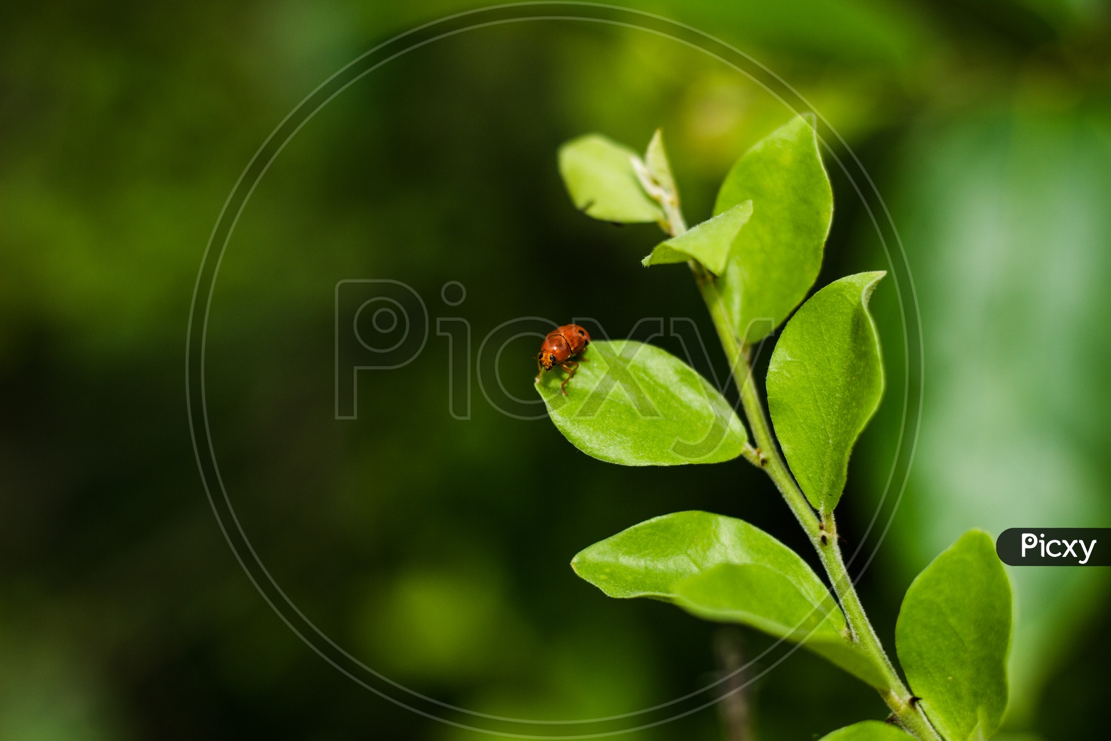 A tree beetle sitting on a leaf