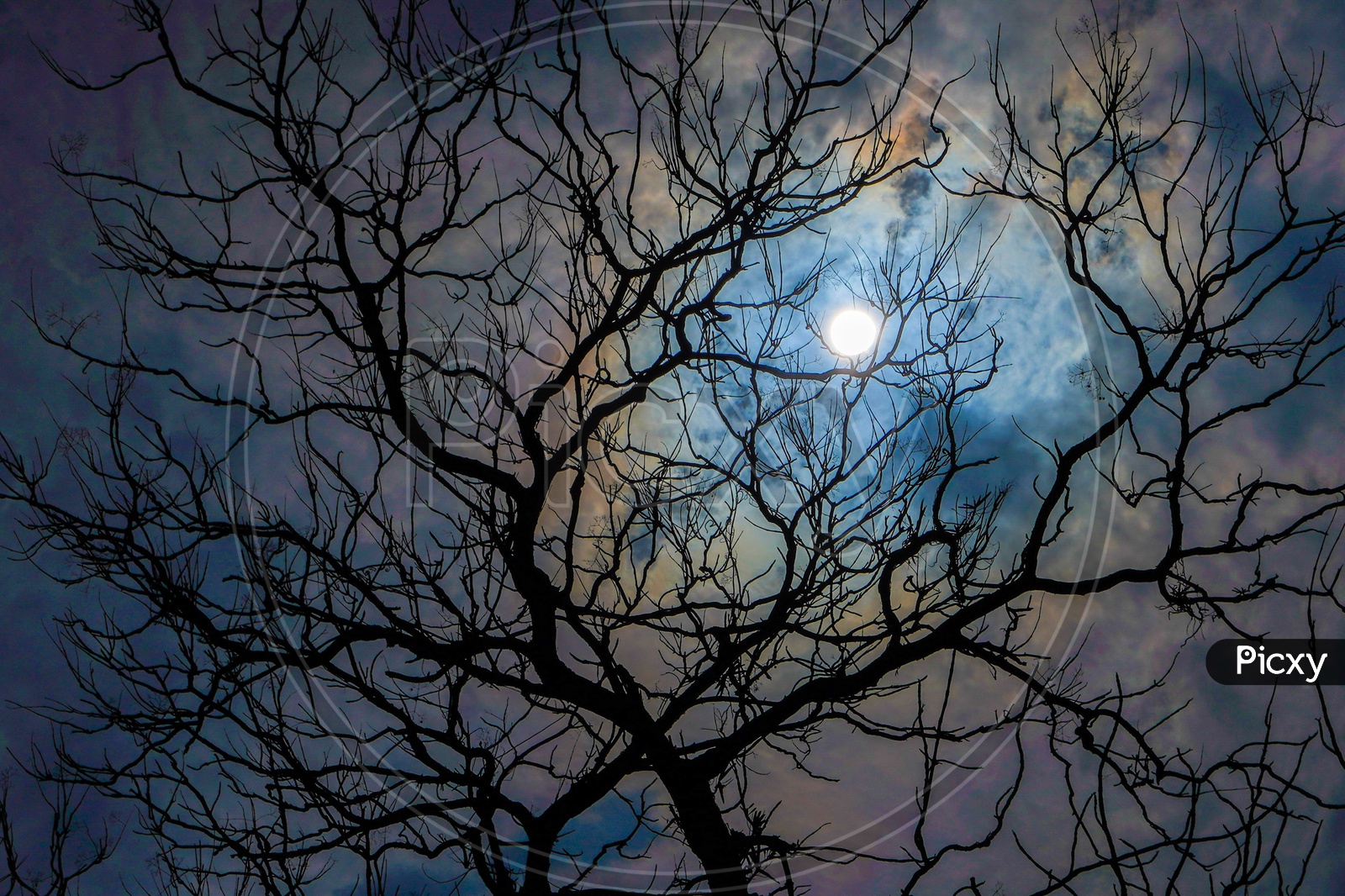 Canopy Of Dried Tree With out Leafs Over A Bright Moon Background