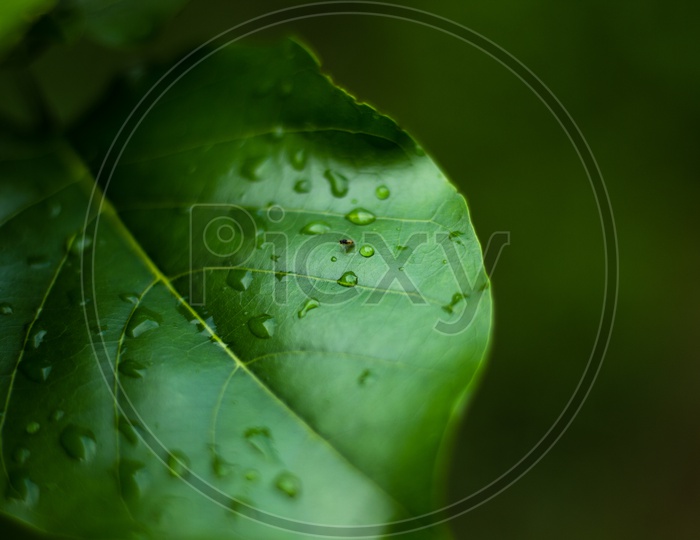 A small insect on a leaf with rain drops