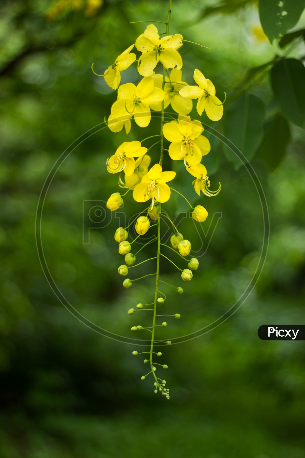 Cassia fistula or Amaltas or Golden shower tree flowers in full bloom during monsoon season