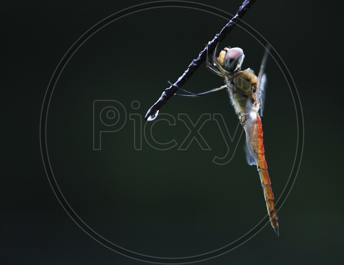 Macro Photography of Dragon Fly