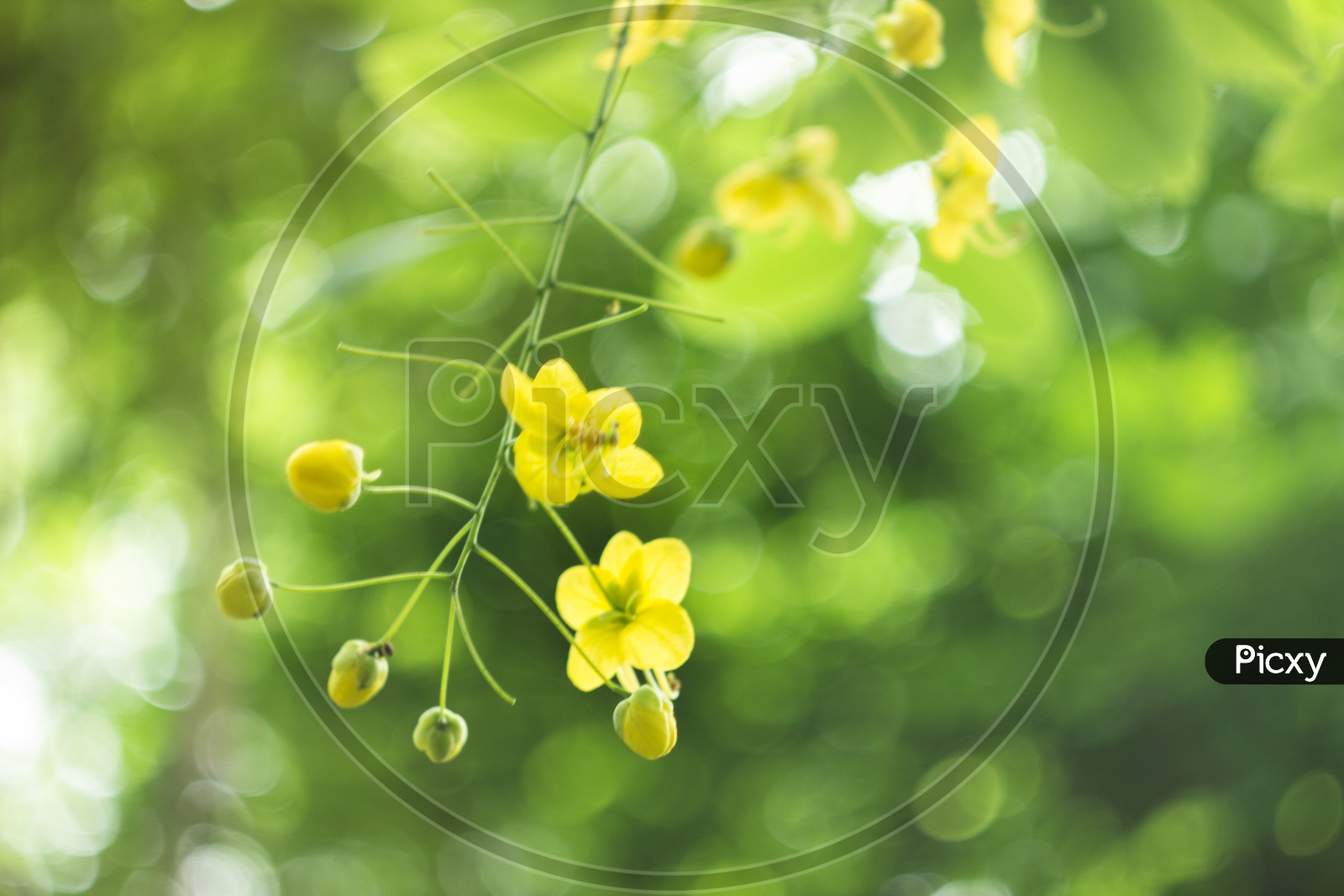 Cassia fistula or Amaltas flowers blooming during monsoon season