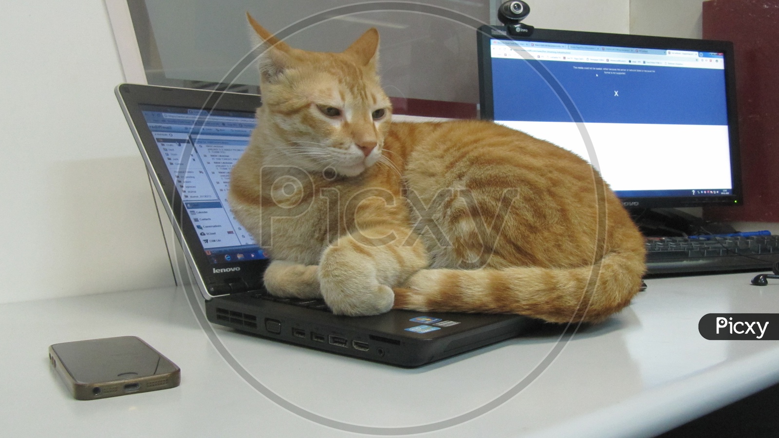 Cat working on Laptop