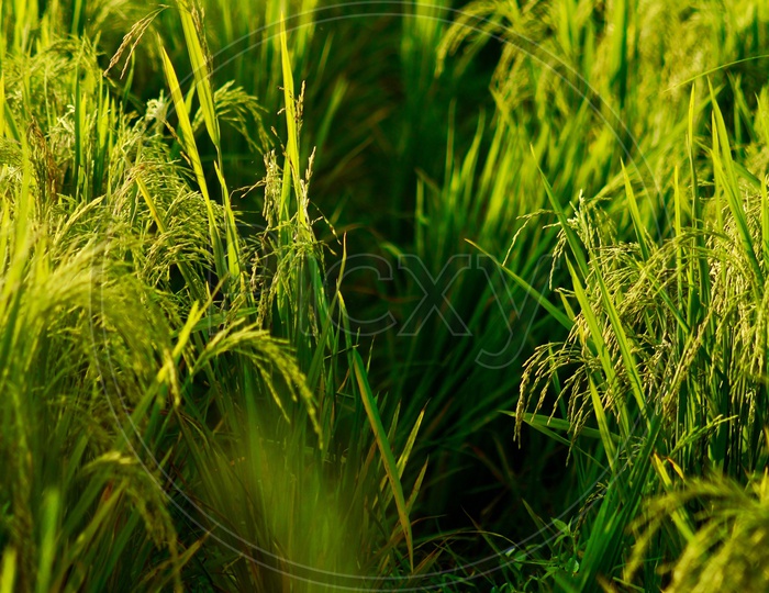 Crop growth , Young Fresh  green Paddy Fields