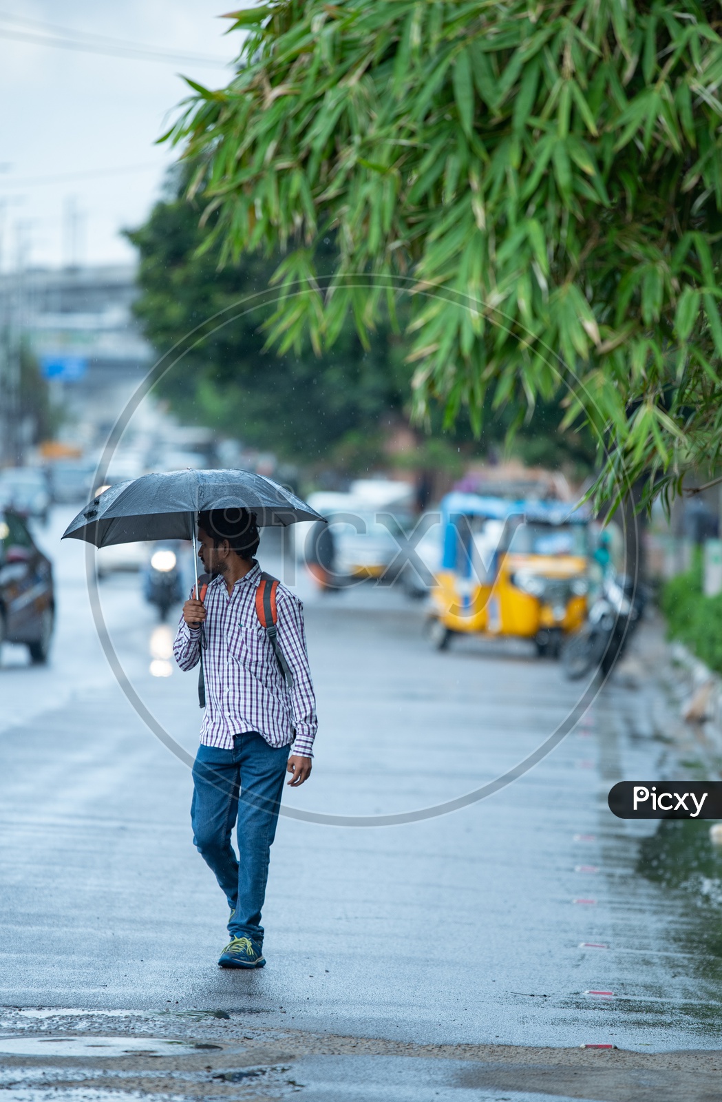 Pedestrains Taking Shiled From Monsoon Drizzle with Umbrellas on Hi-tech City Roads