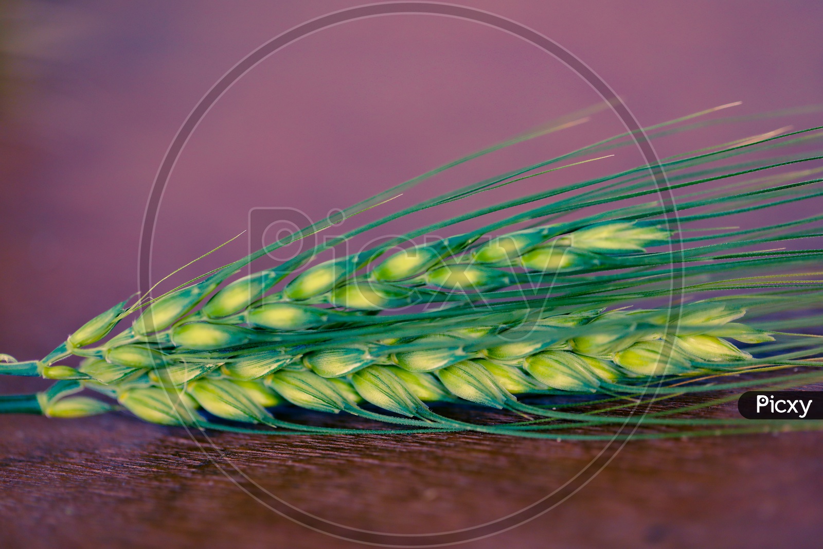 Young  Green  Wheat Ears Or Spikelets  on a Wooden Table