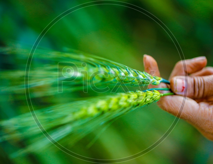 Young Green Wheat Ears Or Spikelets holding in a Hand  closeup